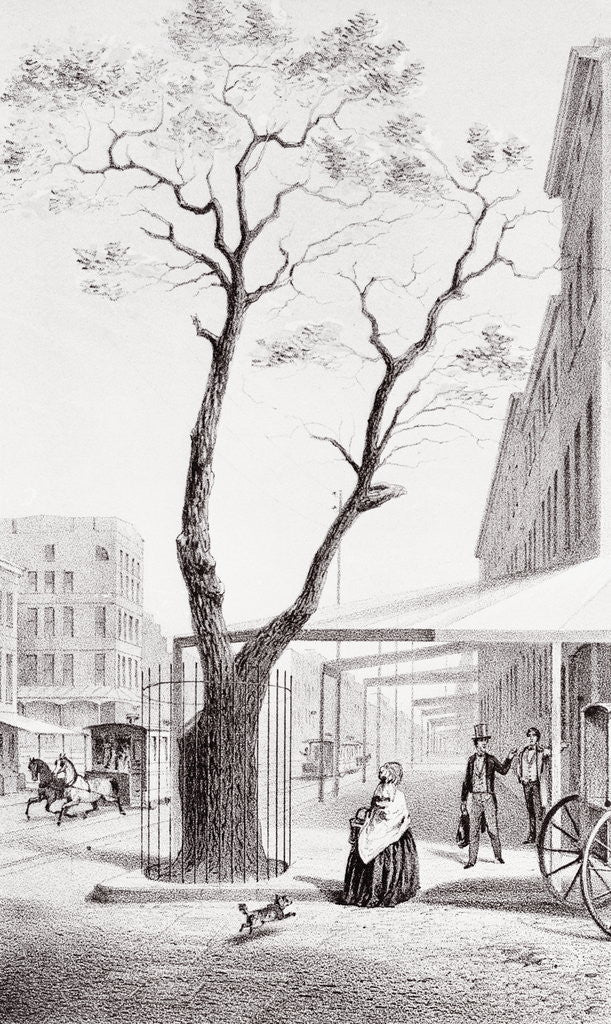 Detail of Pear Tree with Fence Around Base by Anonymous