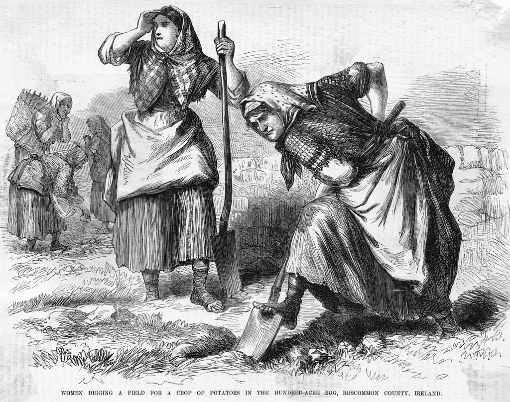 Detail of Irish Women Digging Up Potatoes by Corbis