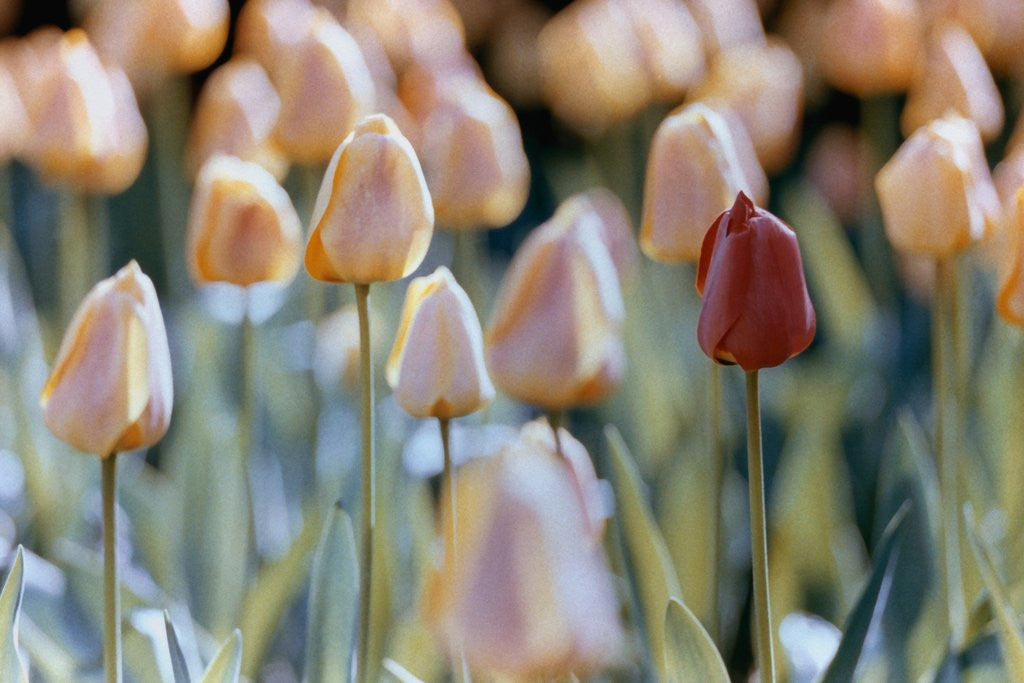 Detail of Tulips by Anonymous