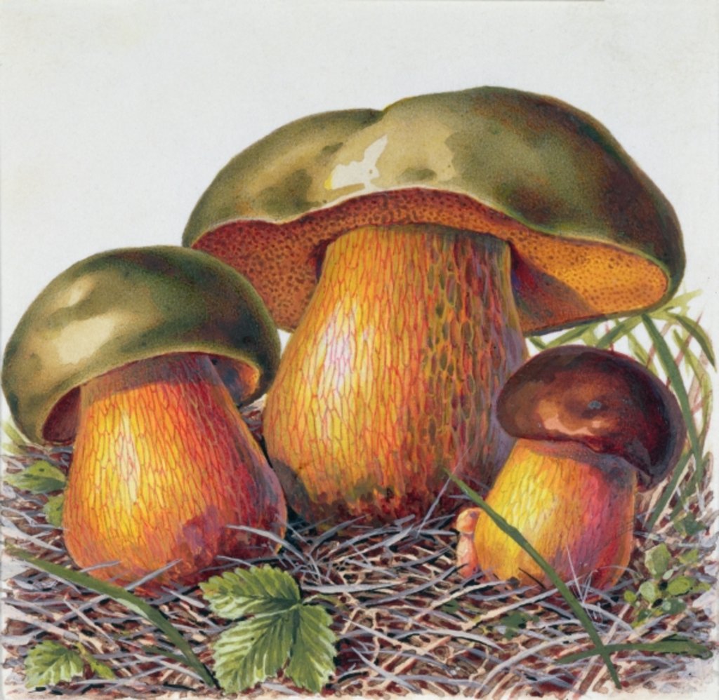 Detail of Study of Fungus by Josef Fleischmann