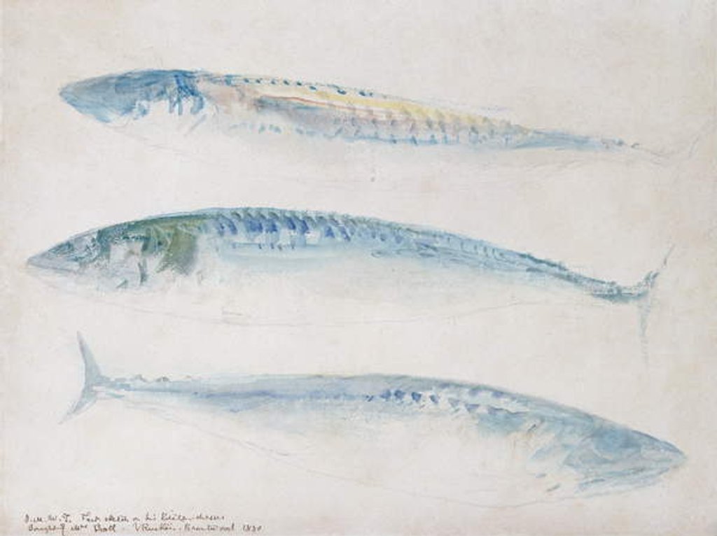 Detail of A Sketch of three Mackerel by Joseph Mallord William Turner