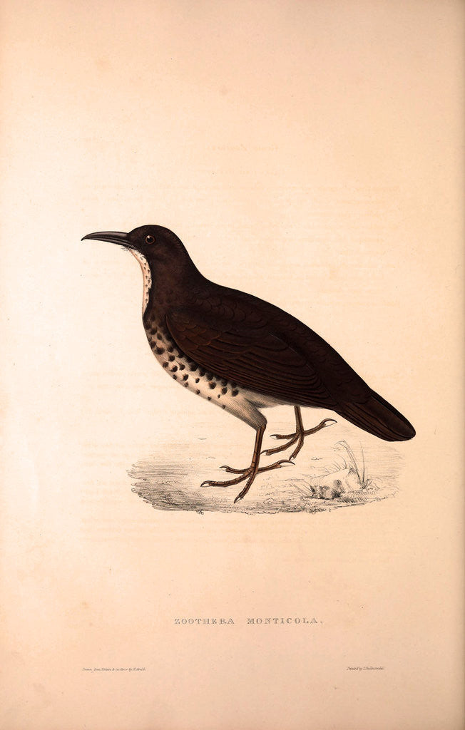 Detail of Zoothera Monticola, Long-billed Thrush by Elizabeth Gould and John Gould