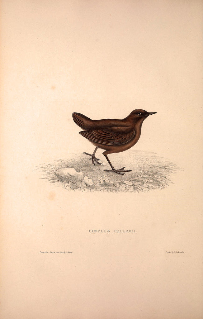 Detail of Cinclus Pallasii, Brown Dipper by Elizabeth Gould and John Gould