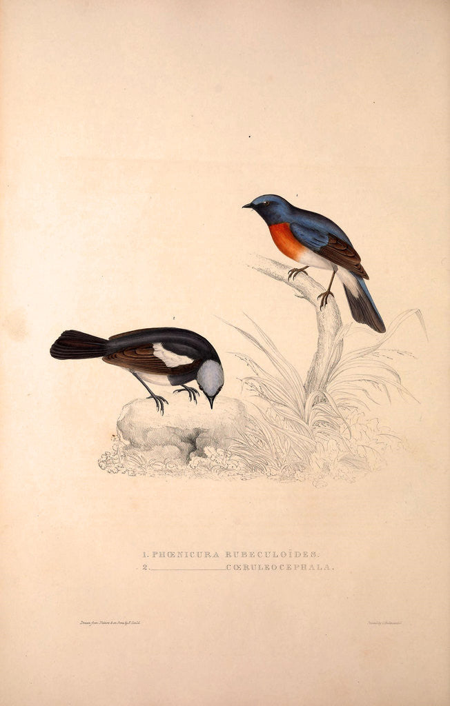 Detail of Phoenicura Rubeculoides, Phoenicura Coeruleocephala by Elizabeth Gould and John Gould