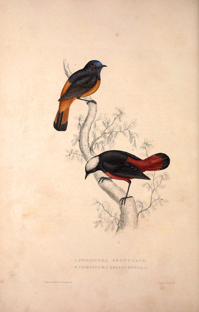 Detail of Phoenicura Frontalis, Phoenicura Leucocephala by Elizabeth Gould and John Gould