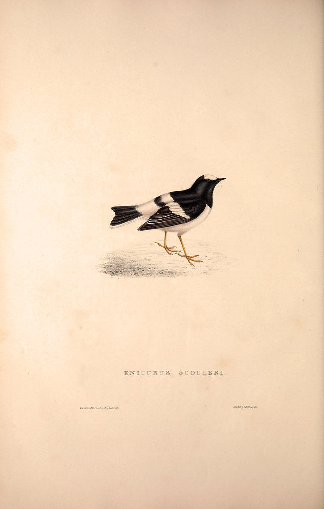 Detail of Enicurus Scouleri, Little Forktail by Elizabeth Gould and John Gould