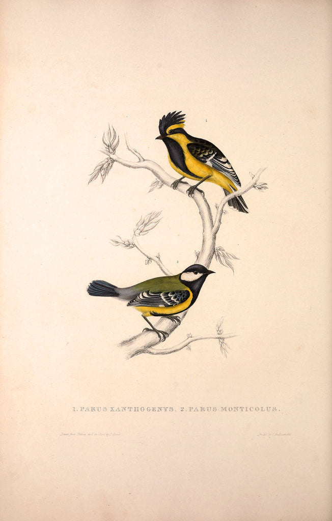 Detail of Parus Xanthogenys, Parus Monticolus by Elizabeth Gould and John Gould