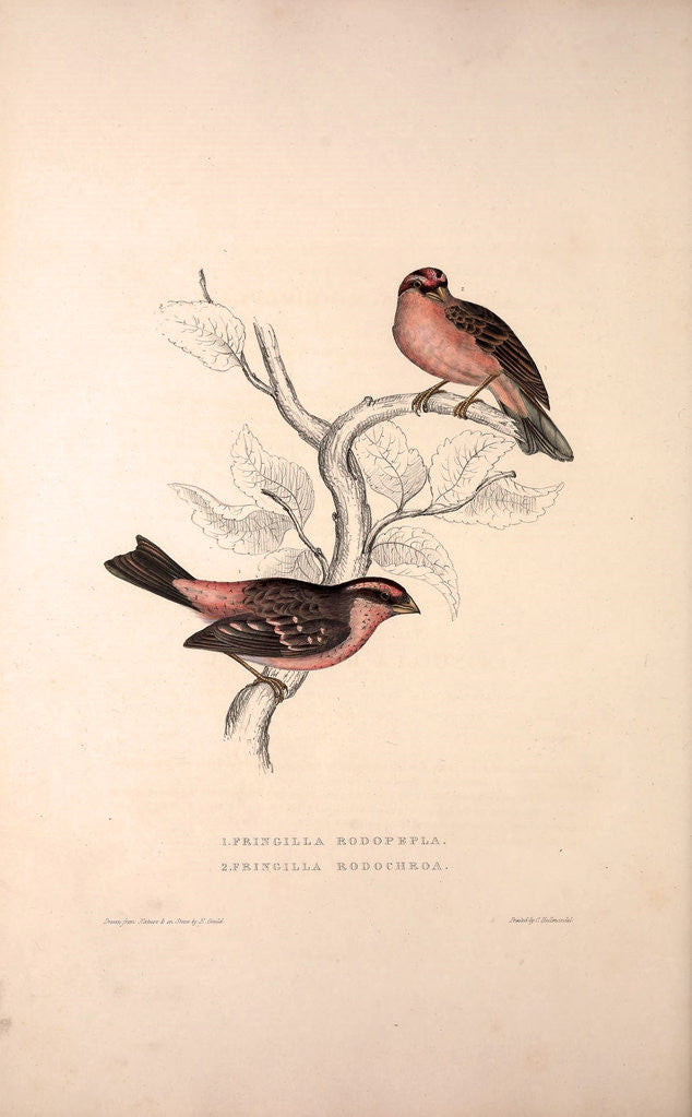 Detail of Fringilla Rodopepla, Spot-winged Rosefinch, Fringilla Rodochroa, Pink-browed Rosefinch by Elizabeth Gould and John Gould