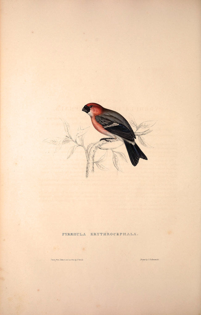 Detail of Pyrrhula Erythrocephala, Red-headed Bullfinch by Elizabeth Gould and John Gould