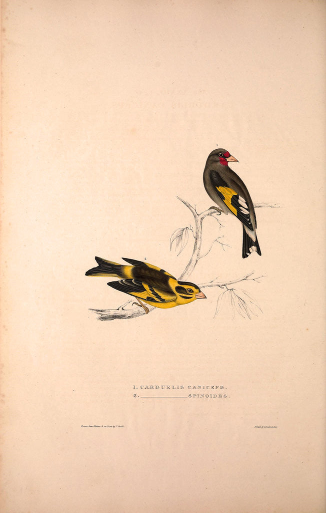 Detail of Carduelis Caniceps, Grey-headed Goldfinch, Carduelis Spinoides, Yellow-breasted Greenfinch by Elizabeth Gould and John Gould