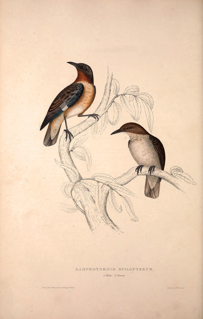 Detail of Lamprotornis Spilopterus, winged Starling by Elizabeth Gould and John Gould