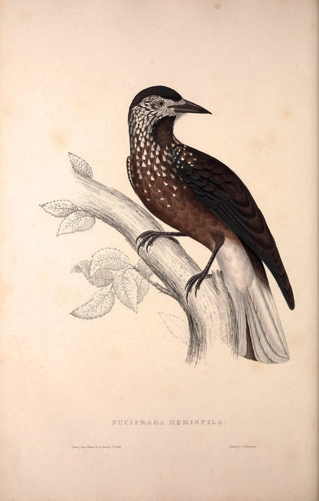 Detail of Nucifraga Hemispila, Himalayan Nutcracker by Elizabeth Gould and John Gould