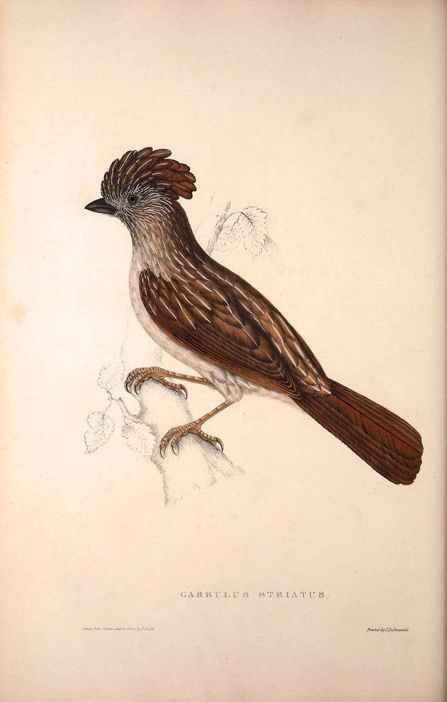 Detail of Garrulus Striatus, Striated Laughingthrush by Elizabeth Gould and John Gould