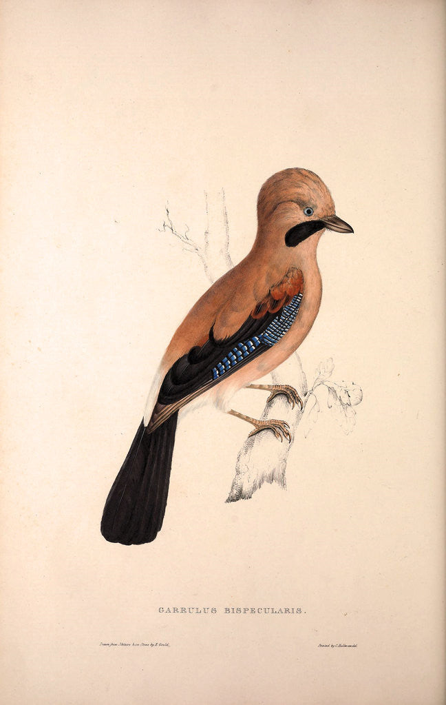Detail of Garrulus Bispecularis, Himalayan Jay by Elizabeth Gould and John Gould