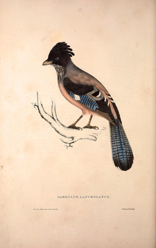 Detail of Garrulus Lanceolatus, Black-headed Jay or Lanceolated Jay by Elizabeth Gould and John Gould