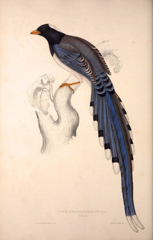 Detail of Pica Erythrorhyncha by Elizabeth Gould and John Gould