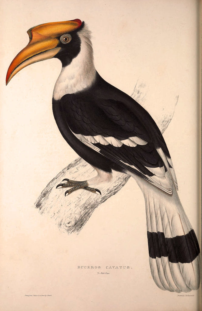 Detail of Buceros Cavatus,Concave Hornbill by Elizabeth Gould and John Gould