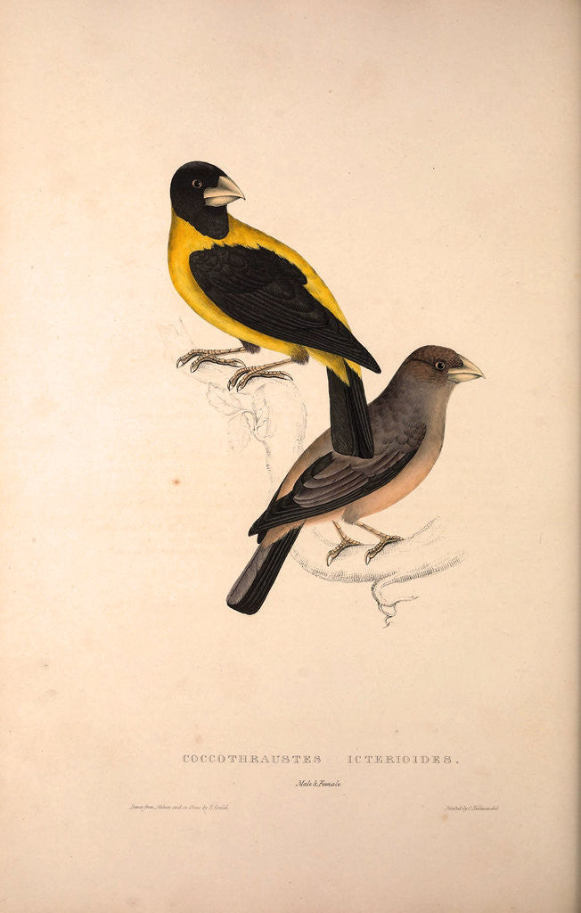 Detail of Coccothraustes Icterioides, black and yellow hawfinch by Elizabeth Gould and John Gould