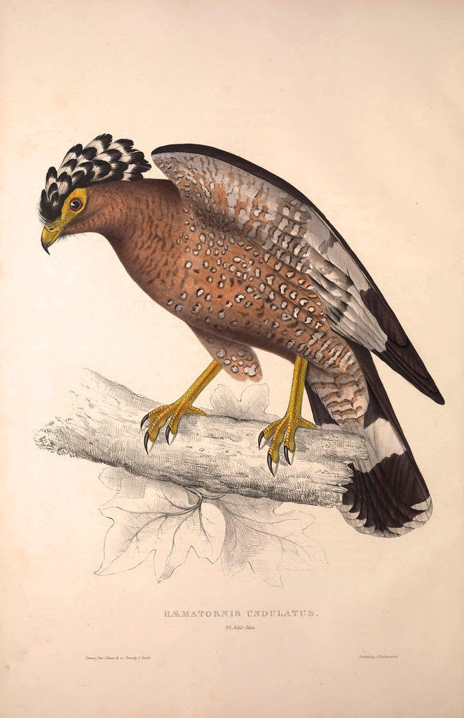 Detail of Haematornis Undulatus, Hawk by Elizabeth Gould and John Gould