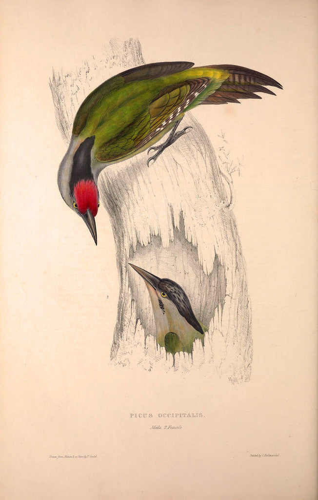 Detail of Picus Occipitalis by Elizabeth Gould and John Gould