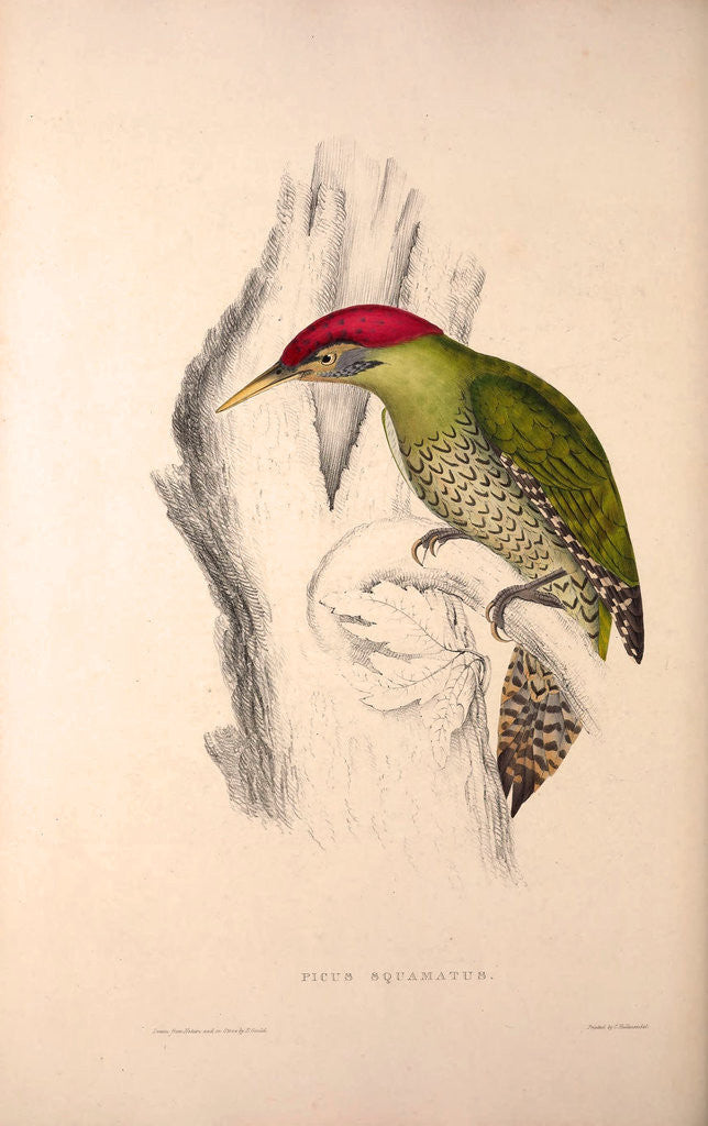 Detail of Picus Squamatus, Scaly-bellied Woodpecker by Elizabeth Gould and John Gould