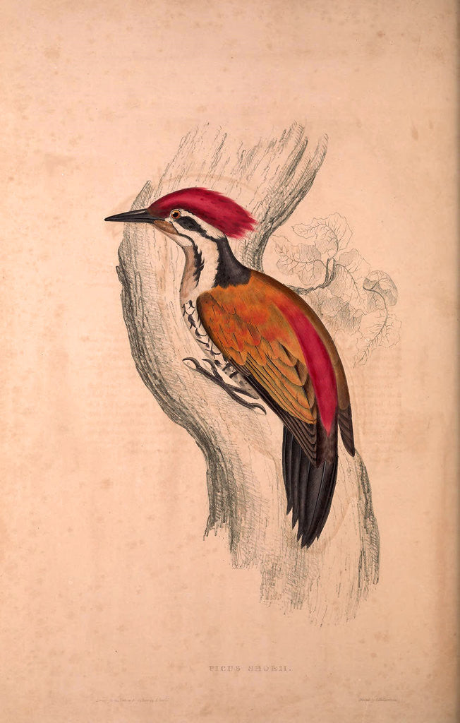 Detail of Picus Shorii, Dinopium shorii shorii, Himalayan Flameback by Elizabeth Gould and John Gould
