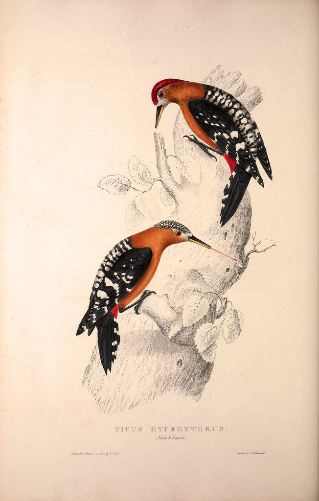 Detail of Picus Hyperythrus, Rufous-bellied Woodpecker by Elizabeth Gould and John Gould
