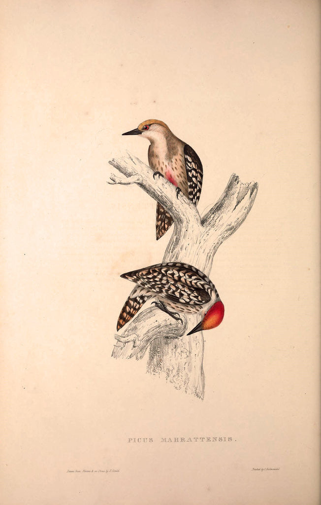 Detail of Picus Mahrattensis, Yellow-fronted Tied Woodpecker by Elizabeth Gould and John Gould