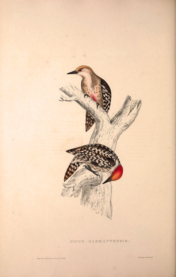 Picus Mahrattensis, Yellow-fronted Tied Woodpecker posters & prints by ...