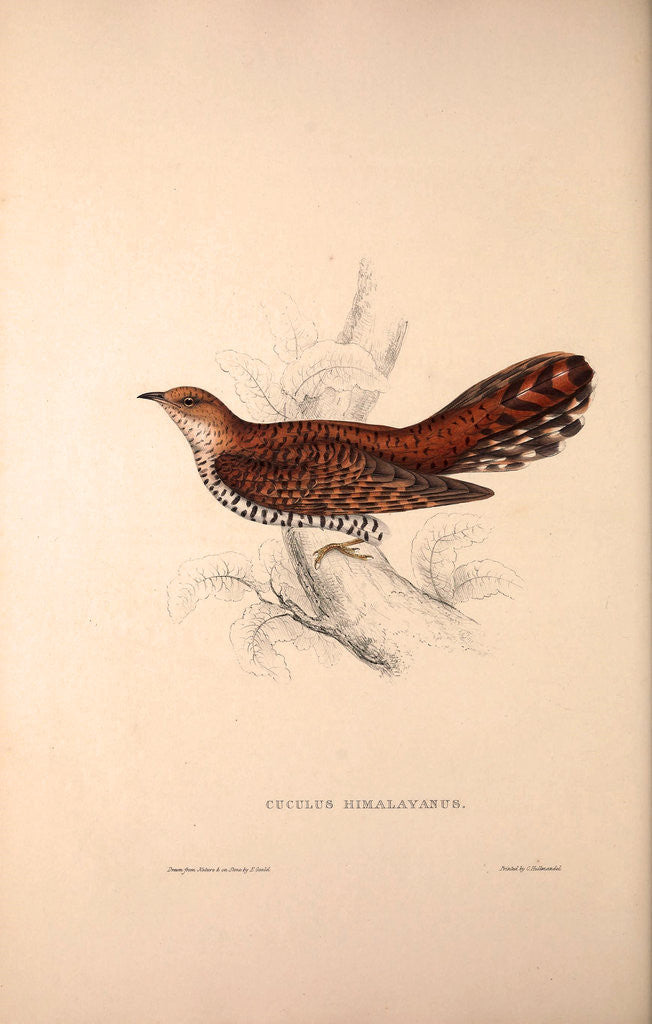 Detail of Cuculus Himalayanus, Himalayan Cuckoo by Elizabeth Gould and John Gould