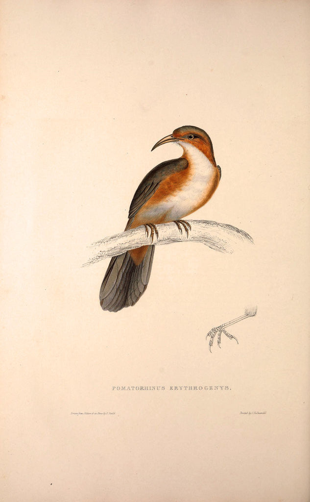 Detail of Pomatorhinus Erythrogenys, Rusty-cheeked Scimitar Babbler by Elizabeth Gould and John Gould