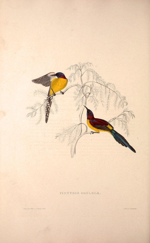Detail of Cinnyris Gouldiae, Blue-throated Simla Yellow-backed Sunbird by Elizabeth Gould and John Gould