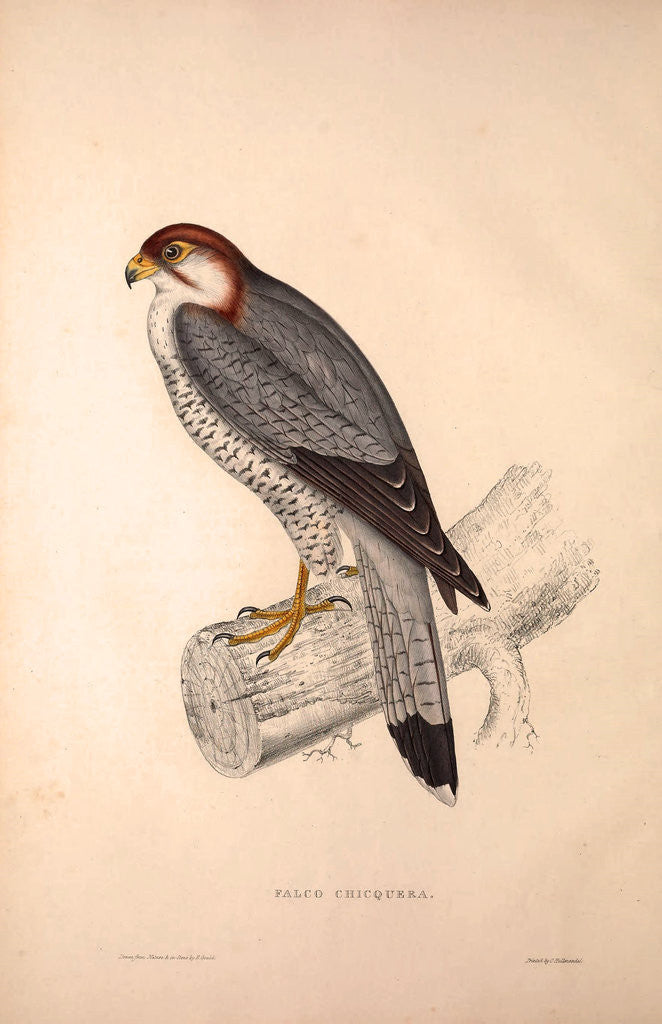 Detail of Falco Chicquera, Red-necked Falcon or Red-headed Merlin by Elizabeth Gould and John Gould
