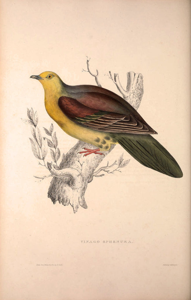 Detail of Vinago Sphenura, Wedge-tailed Green-Pigeon by Elizabeth Gould and John Gould