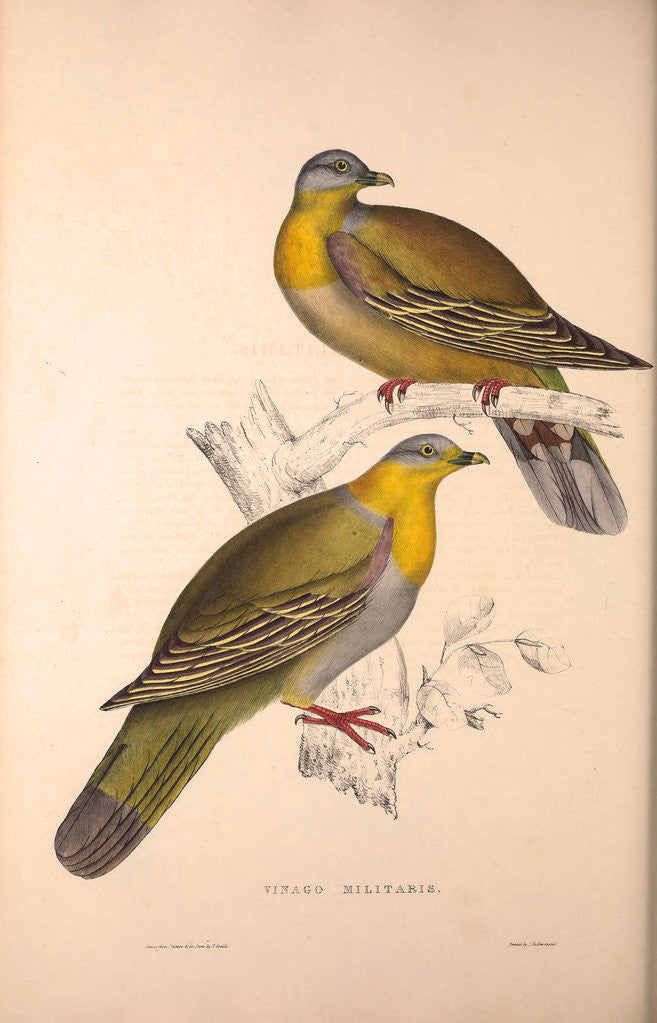 Detail of Vinago Militaris by Elizabeth Gould and John Gould