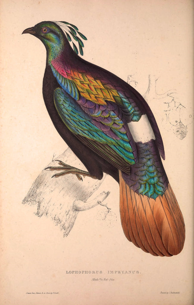 Detail of Lophophorus Impeyanus (male), Himalayan Monal Pheasant by Elizabeth Gould and John Gould