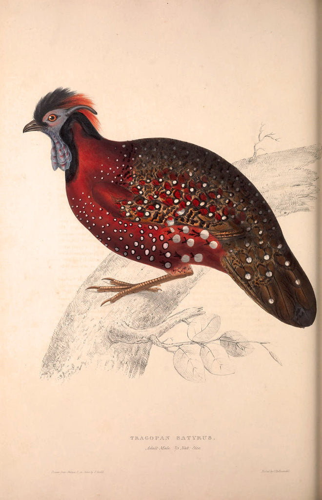Detail of Tragopan Satyrus, Crimson Horned Pheasant by Elizabeth Gould and John Gould