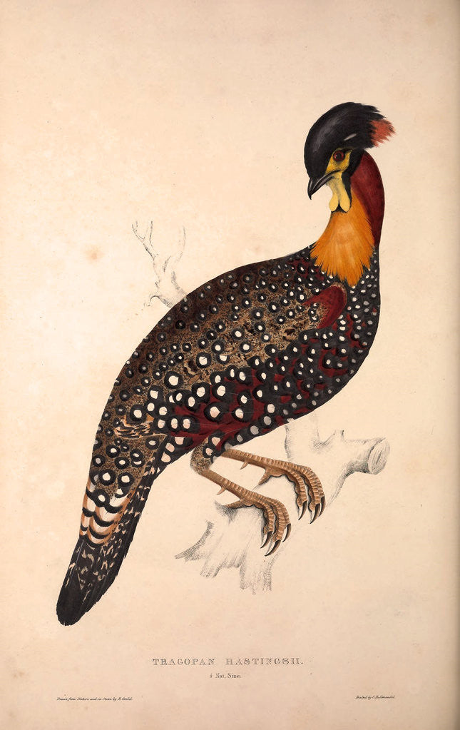 Detail of Tragopan Hastingsii (male) by Elizabeth Gould and John Gould