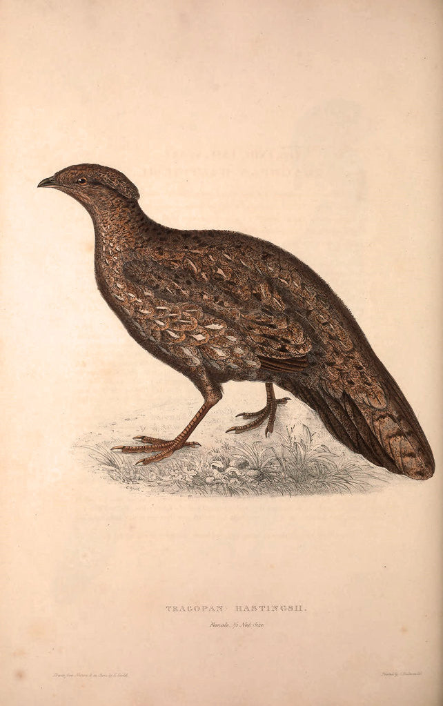 Detail of Tragopan Hastingsii (female) by Elizabeth Gould and John Gould