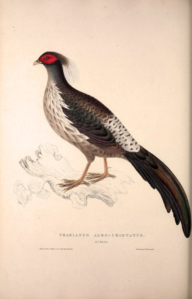 Detail of Phasianus Albo-Cristatus, Pheasant by Elizabeth Gould and John Gould