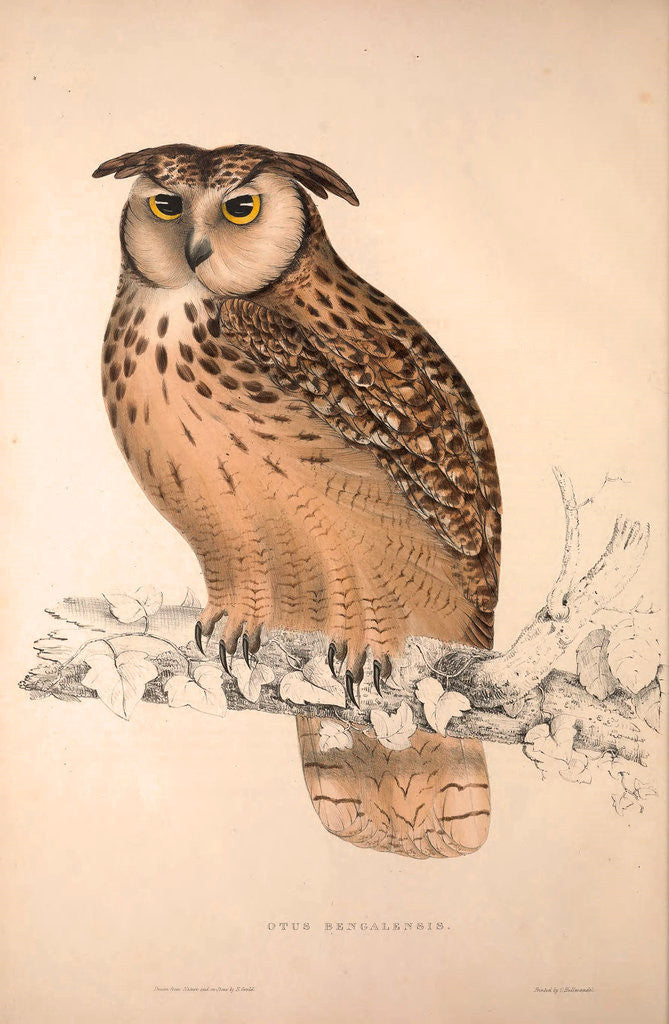 Detail of Otus Bengalensis, Owls by Elizabeth Gould and John Gould