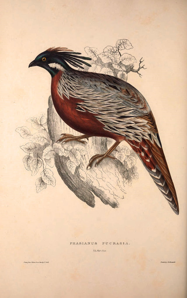 Detail of Phasianus Pucrasia (male), Perdix chukar by Elizabeth Gould and John Gould