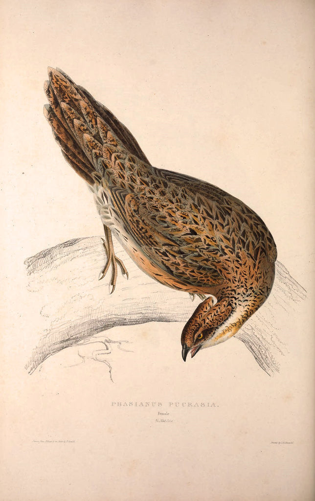 Detail of Phasianus Pucrasia (female), Perdix chukar by Elizabeth Gould and John Gould