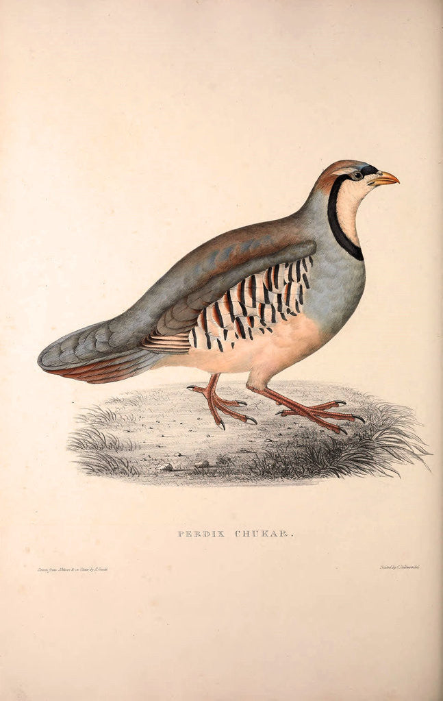 Detail of Perdix Chukar, Chukar Partridge. Eurasian upland gamebird in the pheasant family Phasianidae. by Elizabeth Gould and John Gould