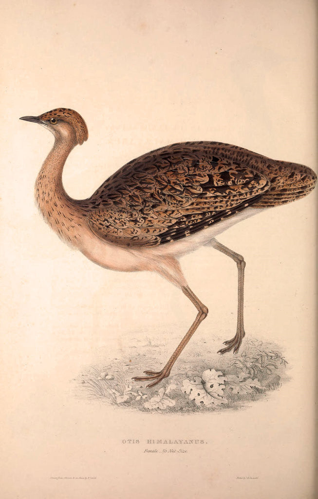 Detail of Otis Himalayanus (female) or Delicious Bustard, Otis deliciosa by Elizabeth Gould and John Gould