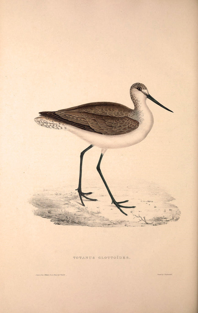 Detail of Totanus Glottoides, Common Greenshank by Elizabeth Gould and John Gould