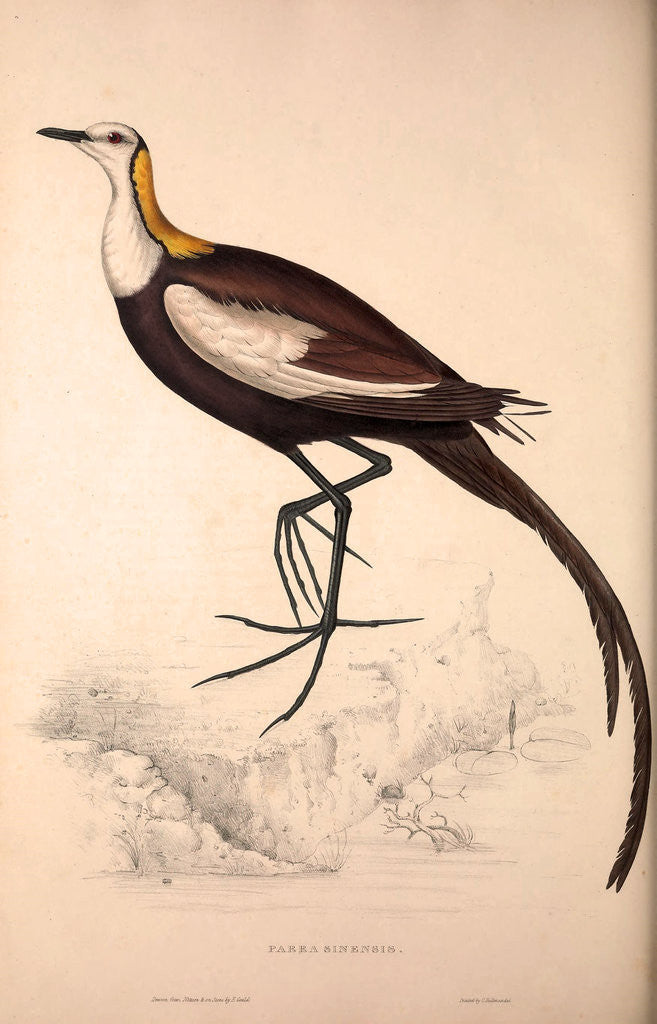 Detail of Parra Sinensis, Pheasant-Tailed Jacana.A jacana in the monotypic genus Hydrophasianus by Elizabeth Gould and John Gould