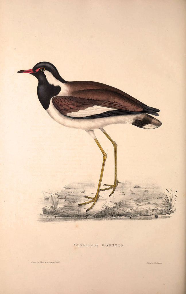 Detail of Vanellus Goensis, Plover or Northern Lapwing by Elizabeth Gould and John Gould