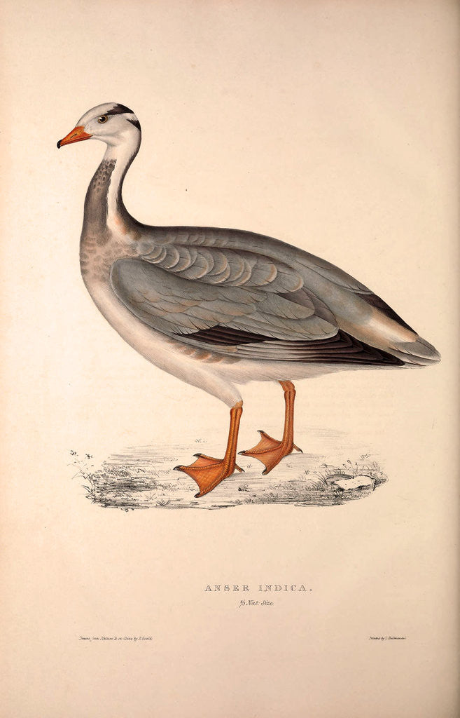Detail of Anser Indica, Bar-headed Goose by Elizabeth Gould and John Gould