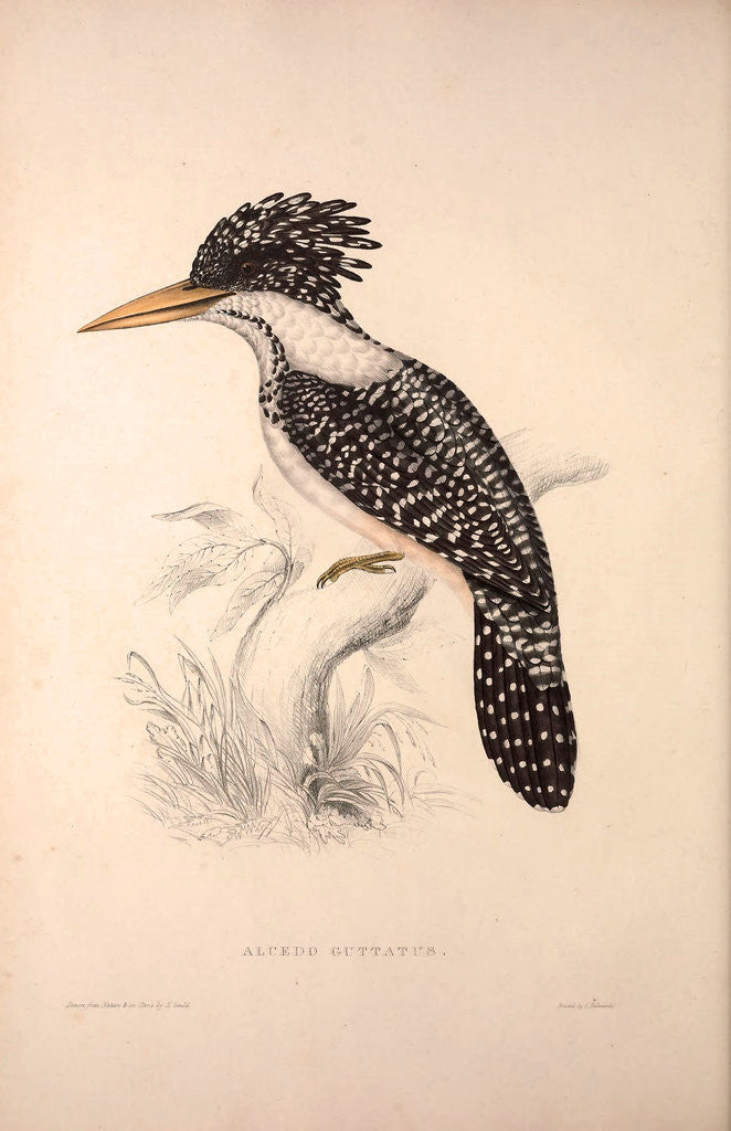 Detail of Alcedo Guttatus by Elizabeth Gould and John Gould